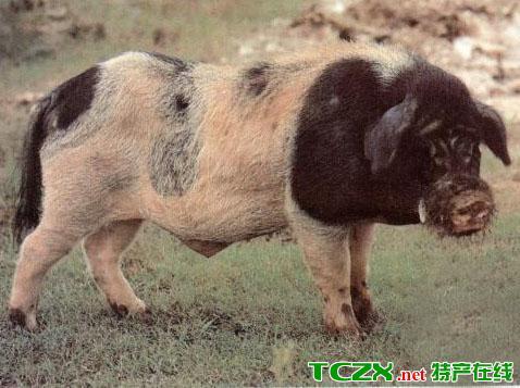 新干特有猪种-溧江猪